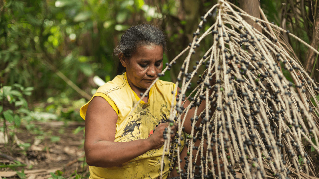 Bioeconomia preserva a biodiversidade com práticas de produção sustentável